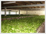 Tea-factory